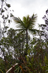 Acanthophoenix crinita