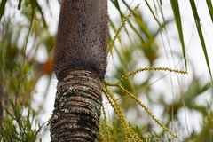 Acanthophoenix crinita