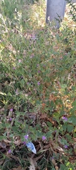 Erodium malacoides