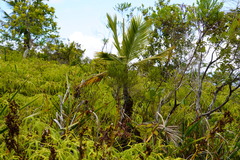 Acanthophoenix crinita