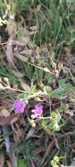Erodium malacoides