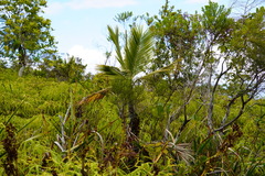 Acanthophoenix crinita