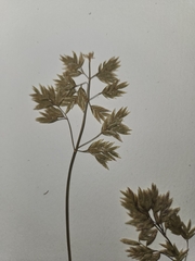 Poa fendleriana