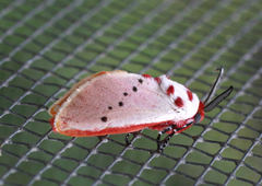 Trosia nigropunctigera
