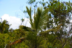 Acanthophoenix crinita
