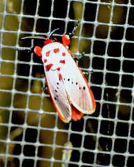 Trosia nigropunctigera