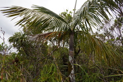 Acanthophoenix crinita