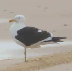 Larus dominicanus vetula