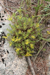 Sedum polytrichoides
