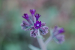 Anchusa undulata