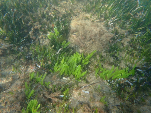 Image of Caulerpa taxifolia by (c) Fish and Dive, some rights reserved (CC BY)