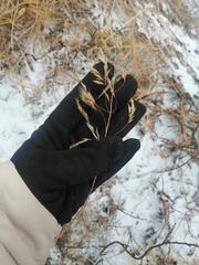 Calamagrostis purpurea