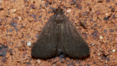 Nodaria cornicalis