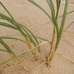 Thinopyrum distichum