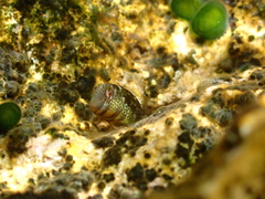 Microlipophrys canevae