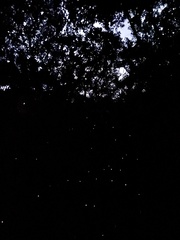 Arachnocampa luminosa