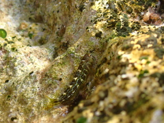 Microlipophrys canevae
