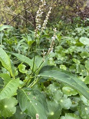 Persicaria hydropiperoides