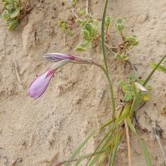 Gladiolus gueinzii