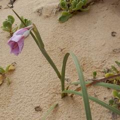 Gladiolus gueinzii