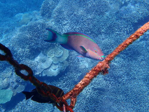 Bridled parrotfish (Scarus frenatus) — Scaridae