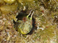 Parablennius incognitus