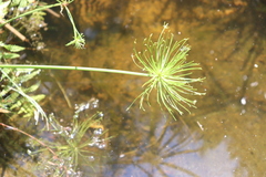 Cyperus prolifer