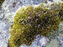 Didymodon