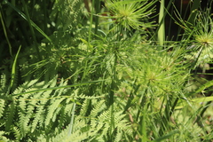 Cyperus prolifer