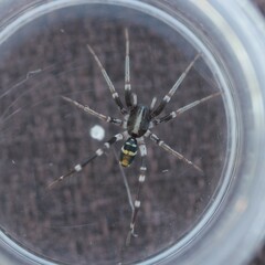 Nyssus