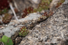 Orostachys