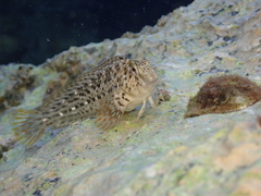 Parablennius sanguinolentus