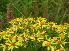 Senecio sarracenicus