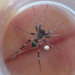 Nyssus
