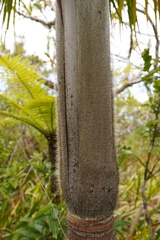 Acanthophoenix crinita