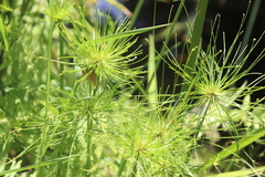 Cyperus prolifer