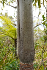 Acanthophoenix crinita