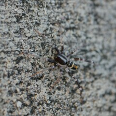 Nyssus