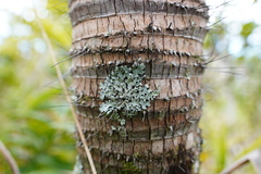 Acanthophoenix crinita