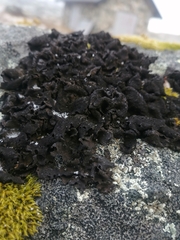 Umbilicaria cylindrica
