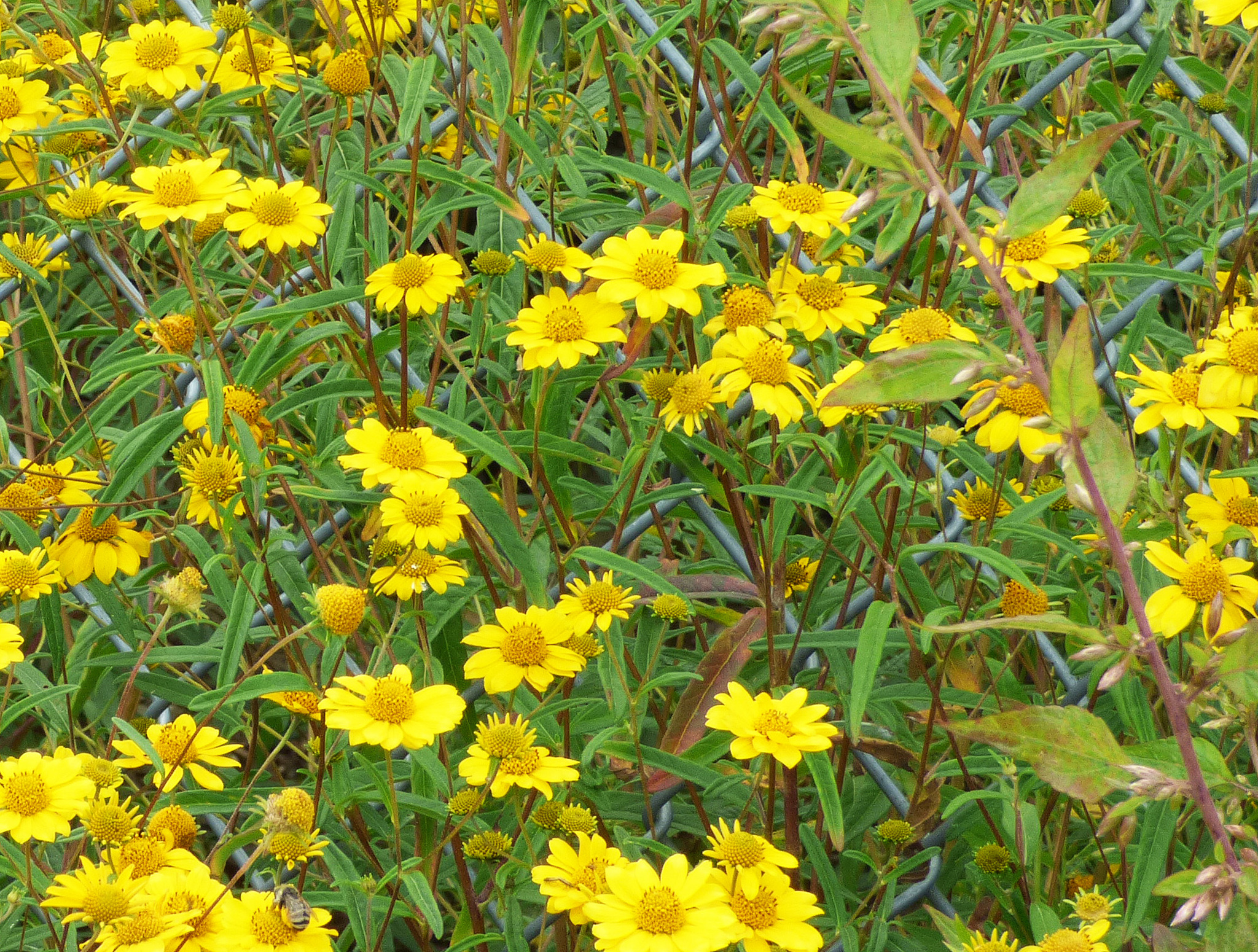 Heliomeris multiflora var. multiflora