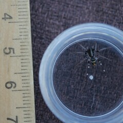 Nyssus