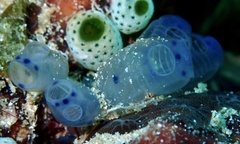 Clavelina moluccensis
