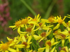 Senecio sarracenicus