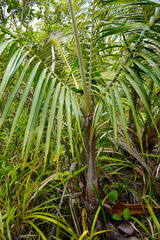 Acanthophoenix crinita