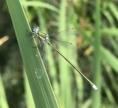 Lestes virens vestalis