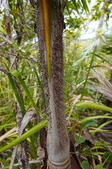 Acanthophoenix crinita