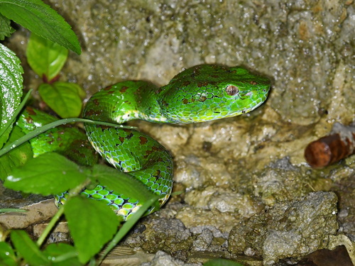 Photo of a Philippine pitviper (Trimeresurus flavomaculatus)
