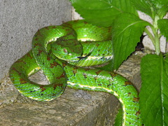 Trimeresurus flavomaculatus