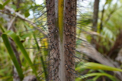 Acanthophoenix crinita